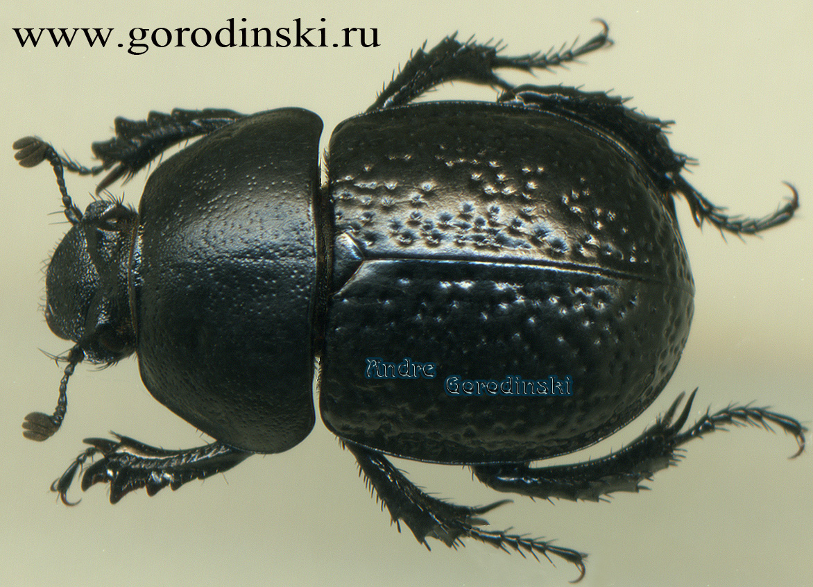 http://www.gorodinski.ru/geotrupes/Odontotrypes semirugosus.jpg